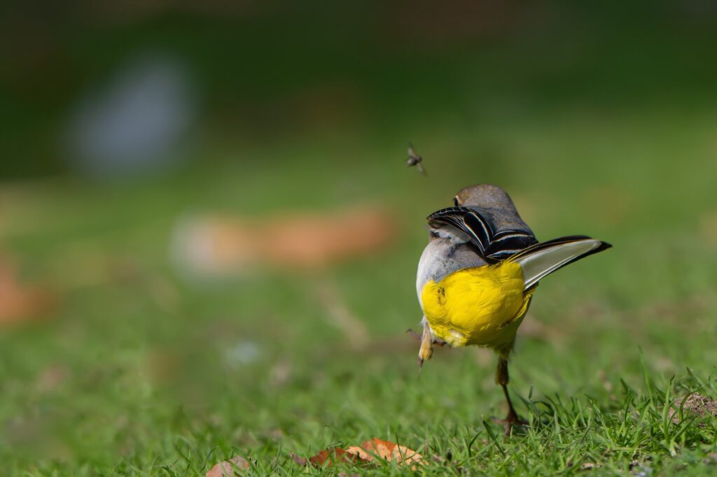 Chasing the food