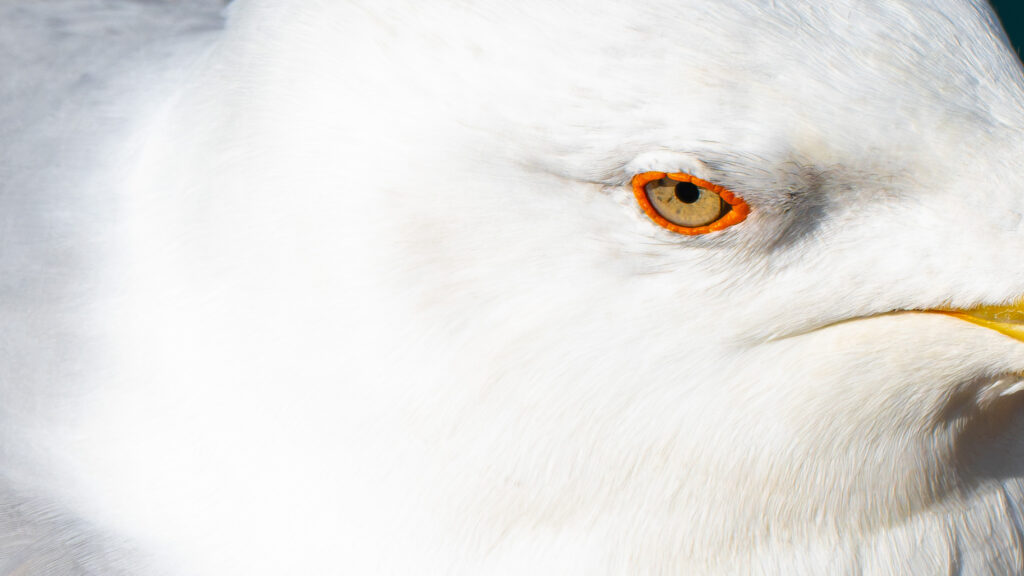 eyes eyes baby